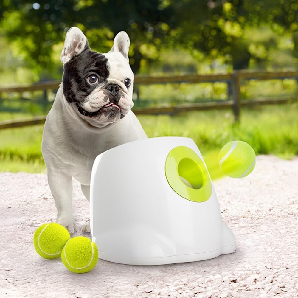 iFetch Lanzador Automático de Pelotas para Perros